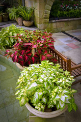 Beautiful potted coleus plants in garden room