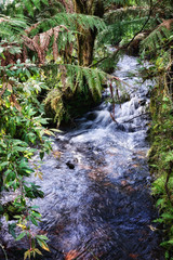 rain forest stream