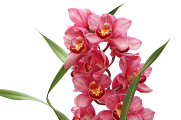 orchid flower