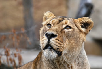 lioness portrait