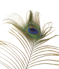 Fototapeta premium peacock feather