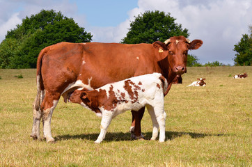 Fototapeta na wymiar Brown krowa i cielę karmienia w stepie