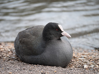 Eurasian Coot, Fulica atra