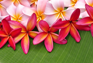 Colorful Plumeria flowers on banana leaf