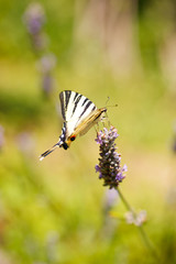 Old World Swallowtail on lavender flowers