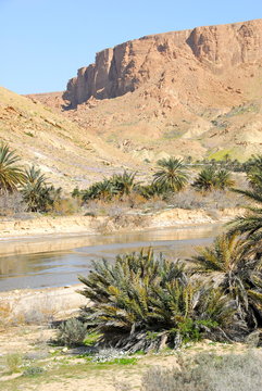 gorges de l'oued Selja 9 oasis