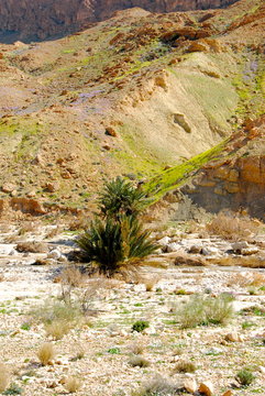 gorges de l'oued Selja 11 oasis