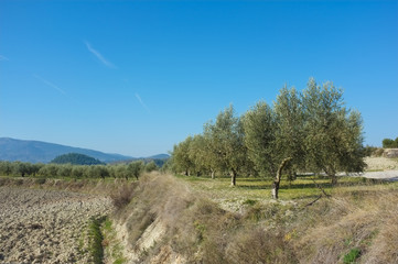 Fototapeta premium Olive plantation