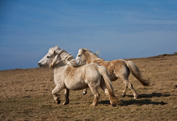 Wild Welsh Pony
