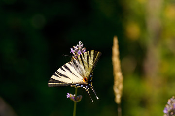 Old World Swallowtail on lavender flowers