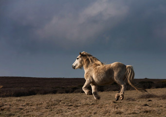 Wild Welsh Pony
