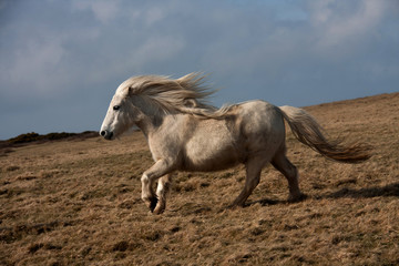 Wild Welsh Pony