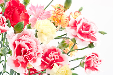 様々な種類のカーネーション