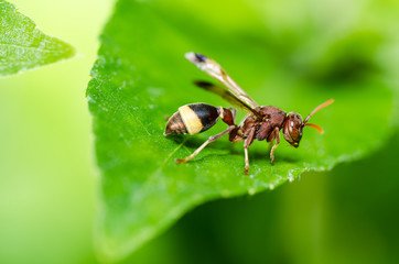 wasp in green nature or in garden