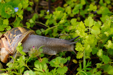 snail