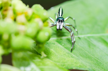 jumping spider in green nature