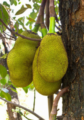 Jack Fruit