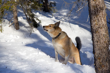 Hunting dog. Winter