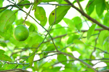 lemon tree