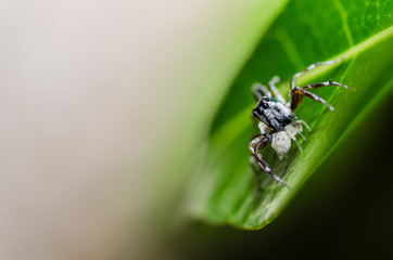 jumping spider in green nature