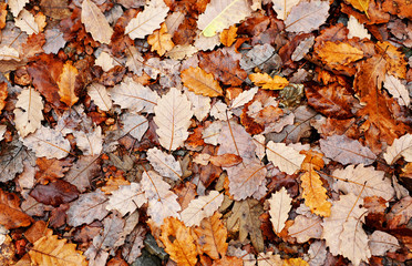 Otoño, hojas de roble en el suelo