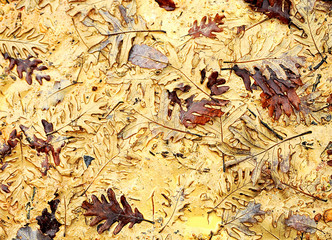 Hojas de roble, suelo alfombrado