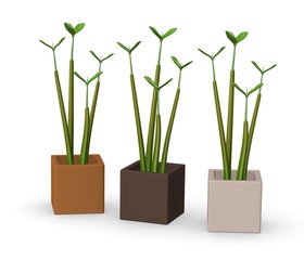 3d render of small plant