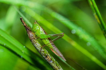 grasshopper macro in green nature