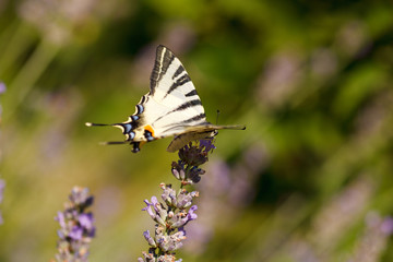 Old World Swallowtail on lavender flowers
