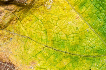 Obraz premium nature green leaf macro