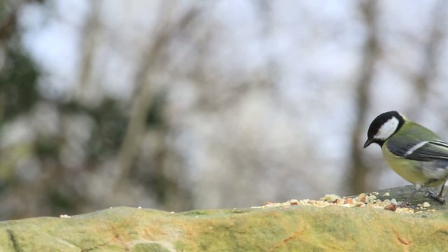 parus major