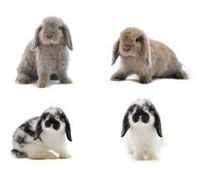 Lop Rabbit in front of a white backgroun