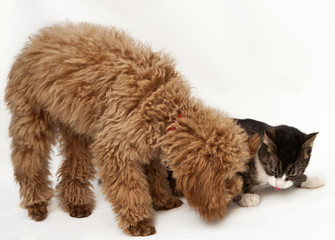Poodle & Cat
