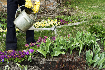 Human is watering tulips in the garden