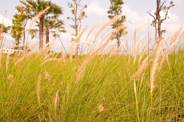 green field