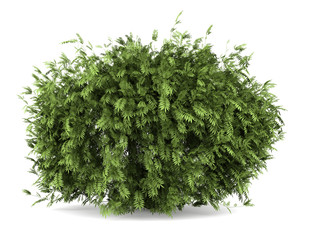 elderberry bush isolated on white background