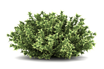 red-barked dogwood bush isolated on white background