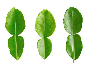 close up of kaffir lime leaves on white