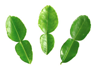 Fototapeta na wymiar close up of kaffir lime leaves on white