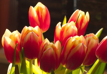 Fototapeta premium Many red and yellow tulips closeup