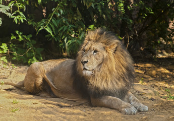 Male Lion