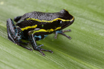 poison dart frog