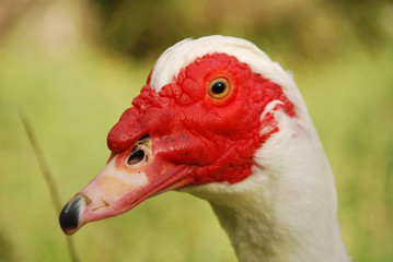 Pato Muscovy Duck