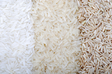 Three rows of rice varieties