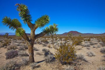 Josua-Palmlilien im Mojave Nationalpark Kalifornien