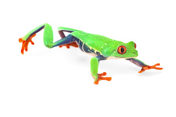 red eye treefrog