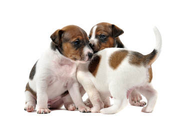 chiots jack russel terriers