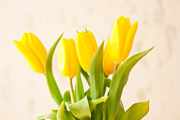 Obraz premium yellow tulip