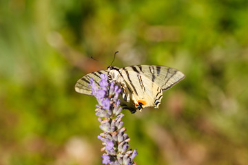 Old World Swallowtail on lavender flowers
