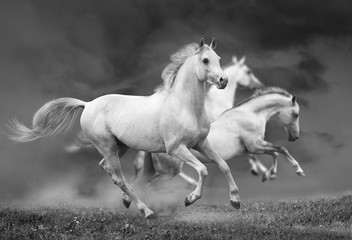 Obraz na płótnie Canvas konie biegać